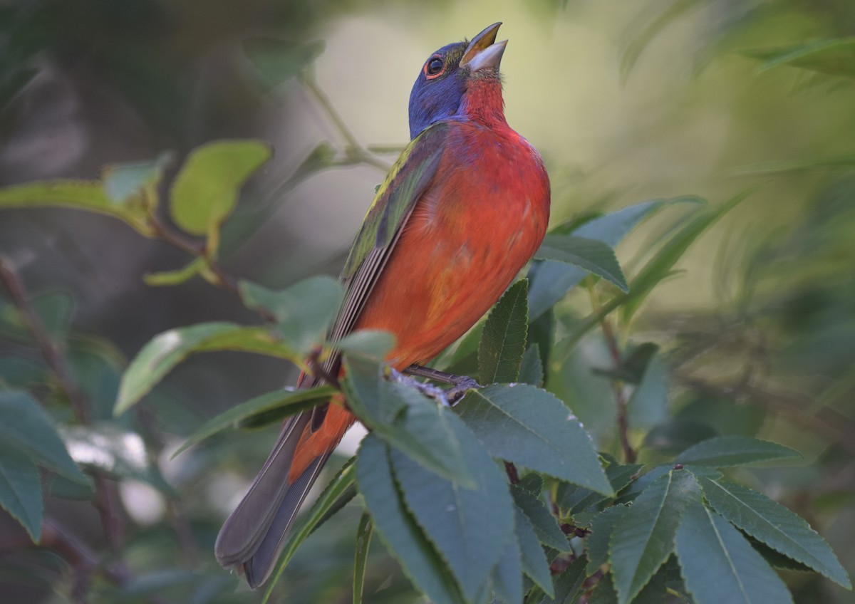 Painted Bunting - ML472069481