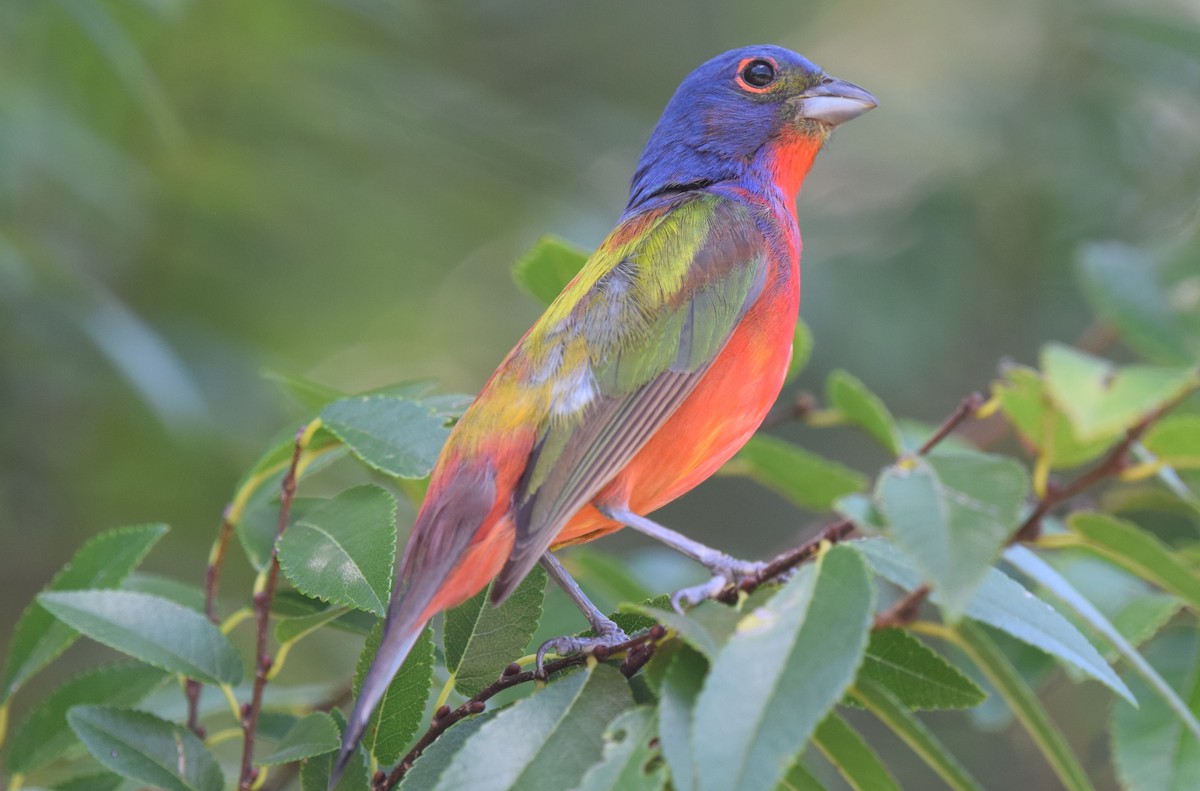 Painted Bunting - ML472069601