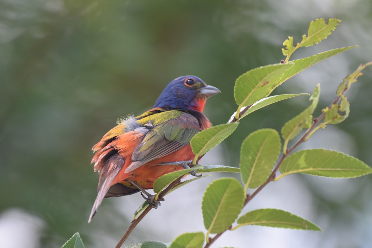 Painted Bunting - ML472069871
