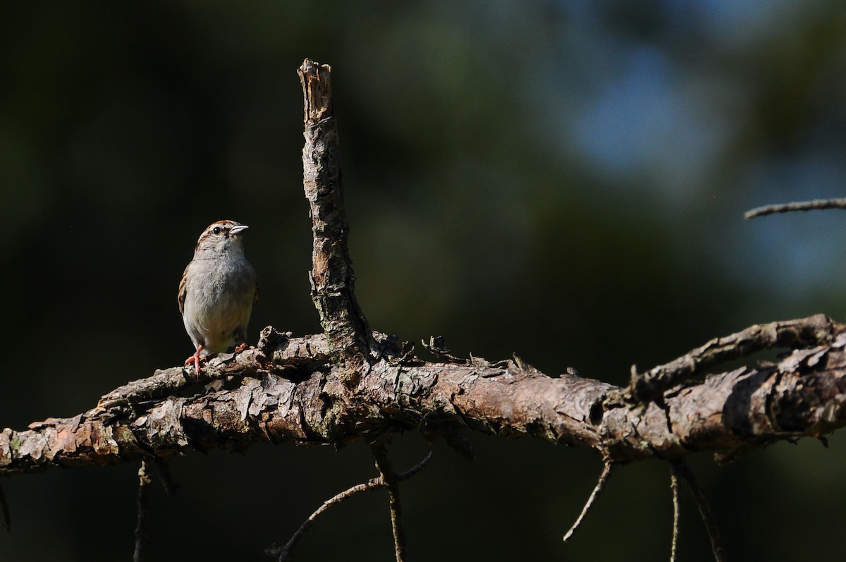 Chipping Sparrow - ML472073811