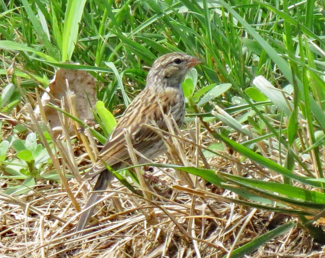 Chipping Sparrow - ML472080391