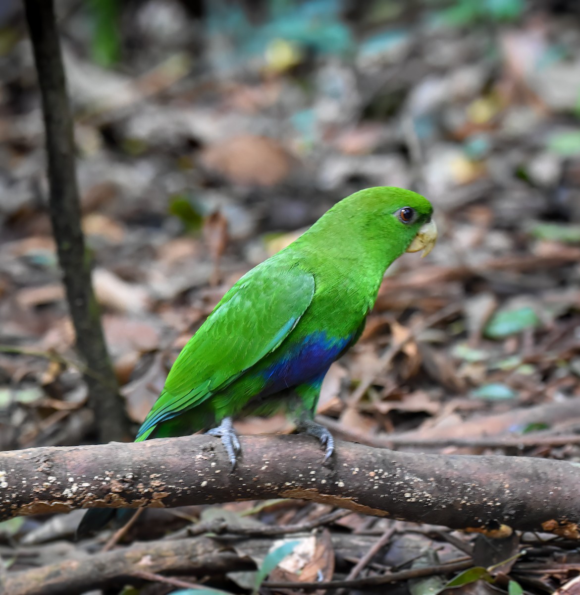 Blue-bellied Parrot - ML472080591