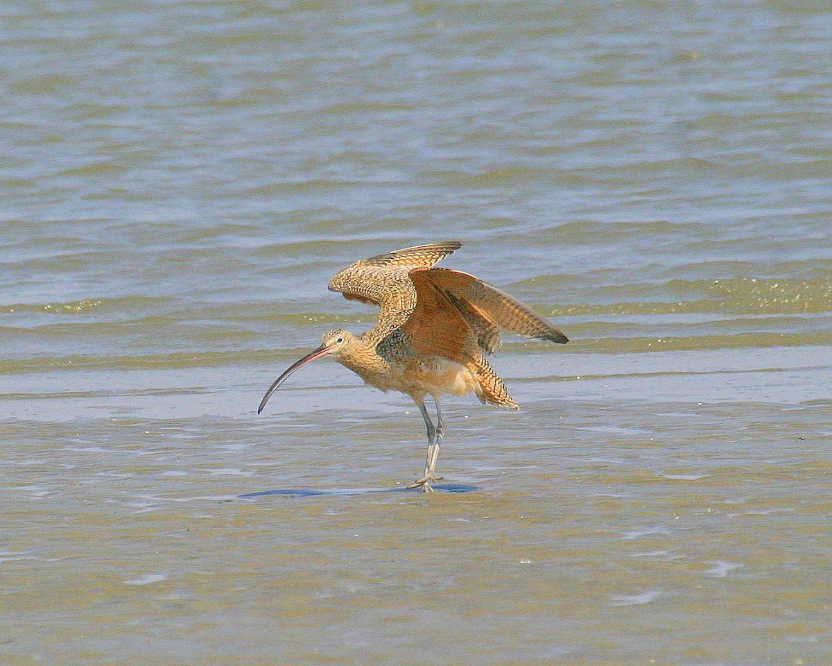 Long-billed Curlew - ML472084641