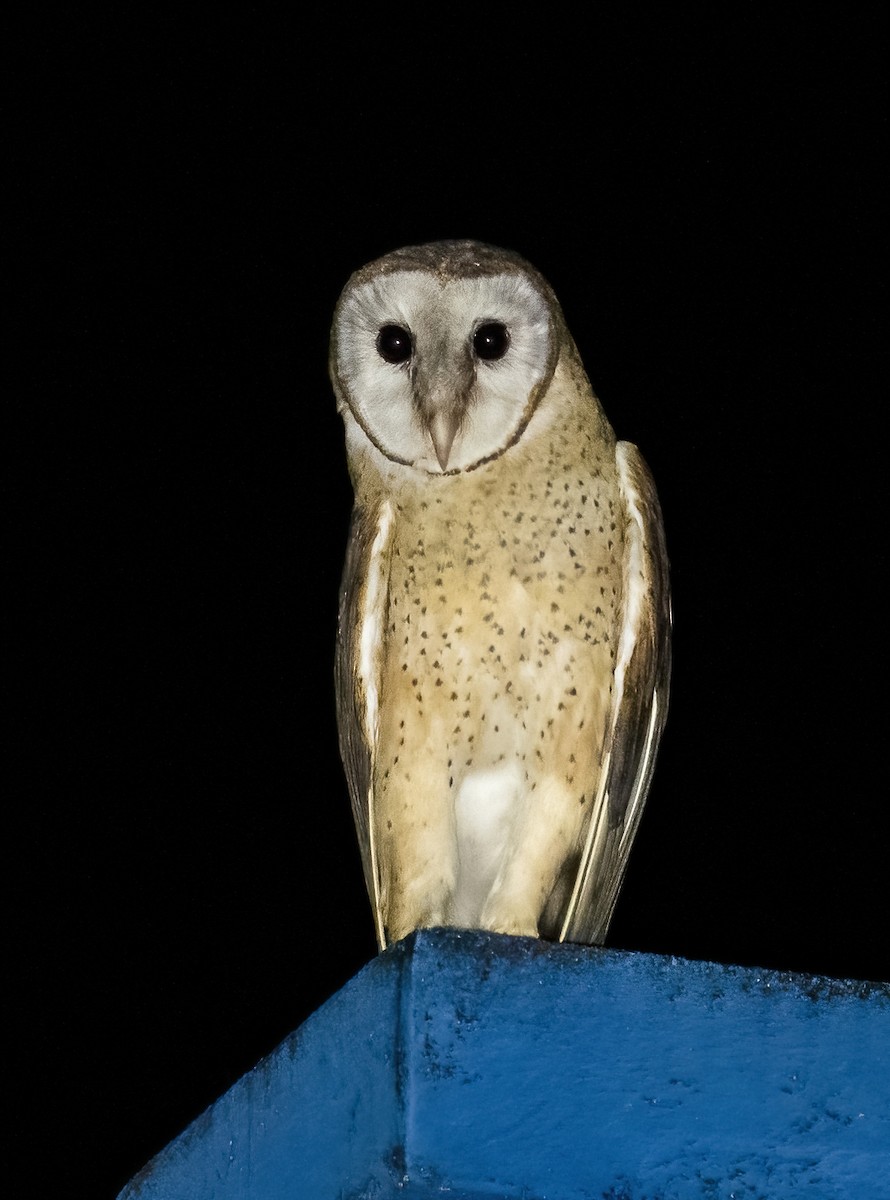 Sulawesi Masked-Owl - ML472085741