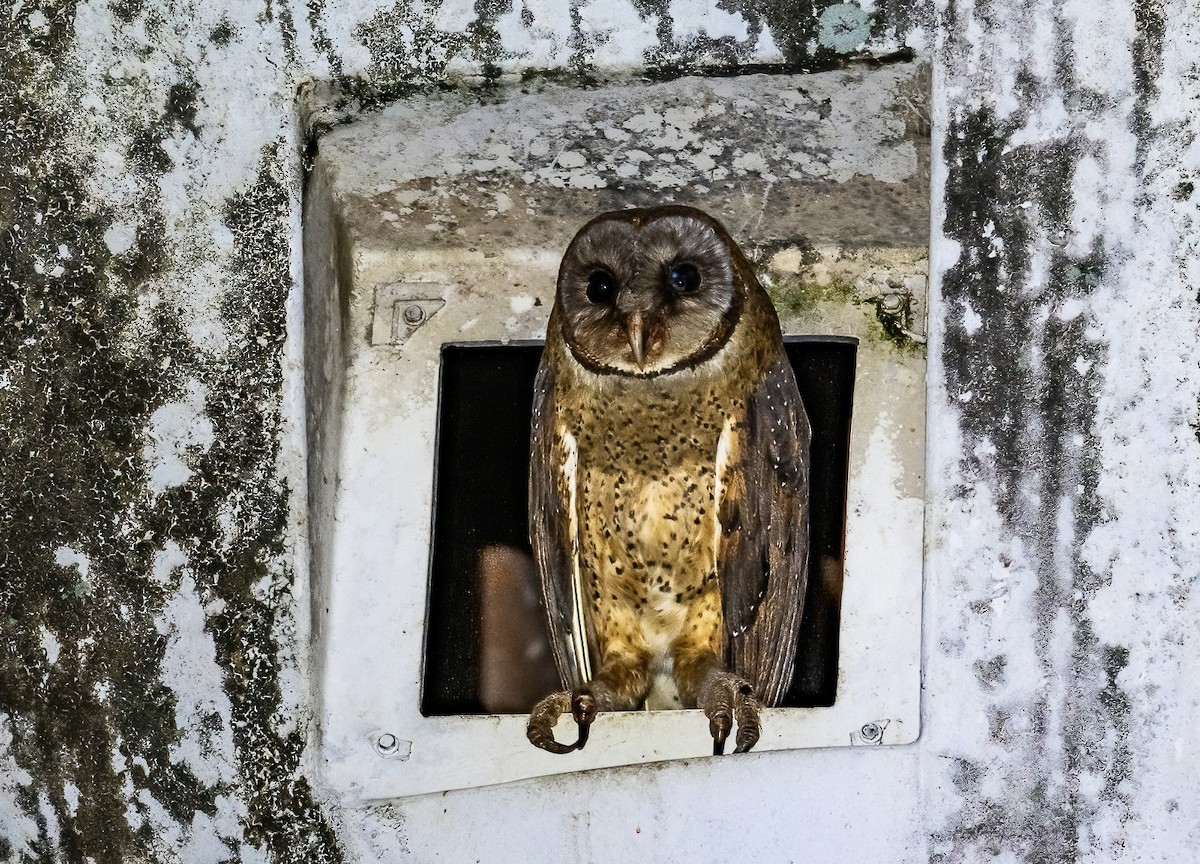 Sulawesi Masked-Owl - ML472085761