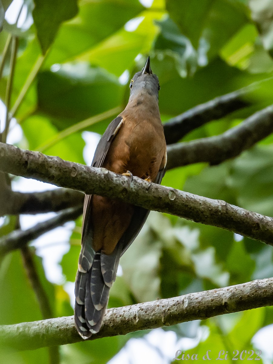Brush Cuckoo (Sulawesi) - ML472086001
