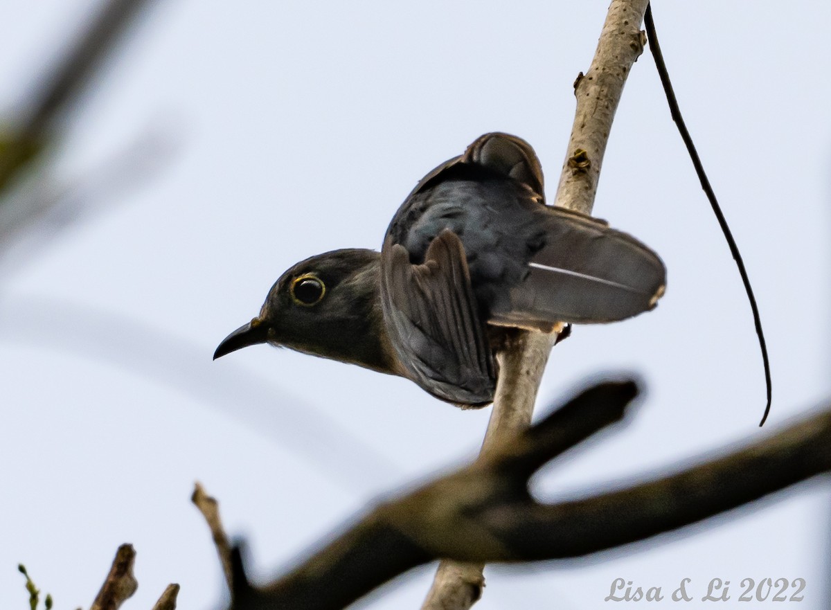 Brush Cuckoo (Sulawesi) - ML472086011