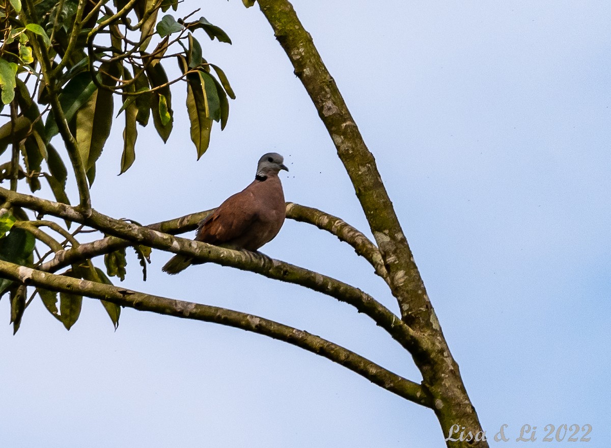 Red Collared-Dove - ML472086451