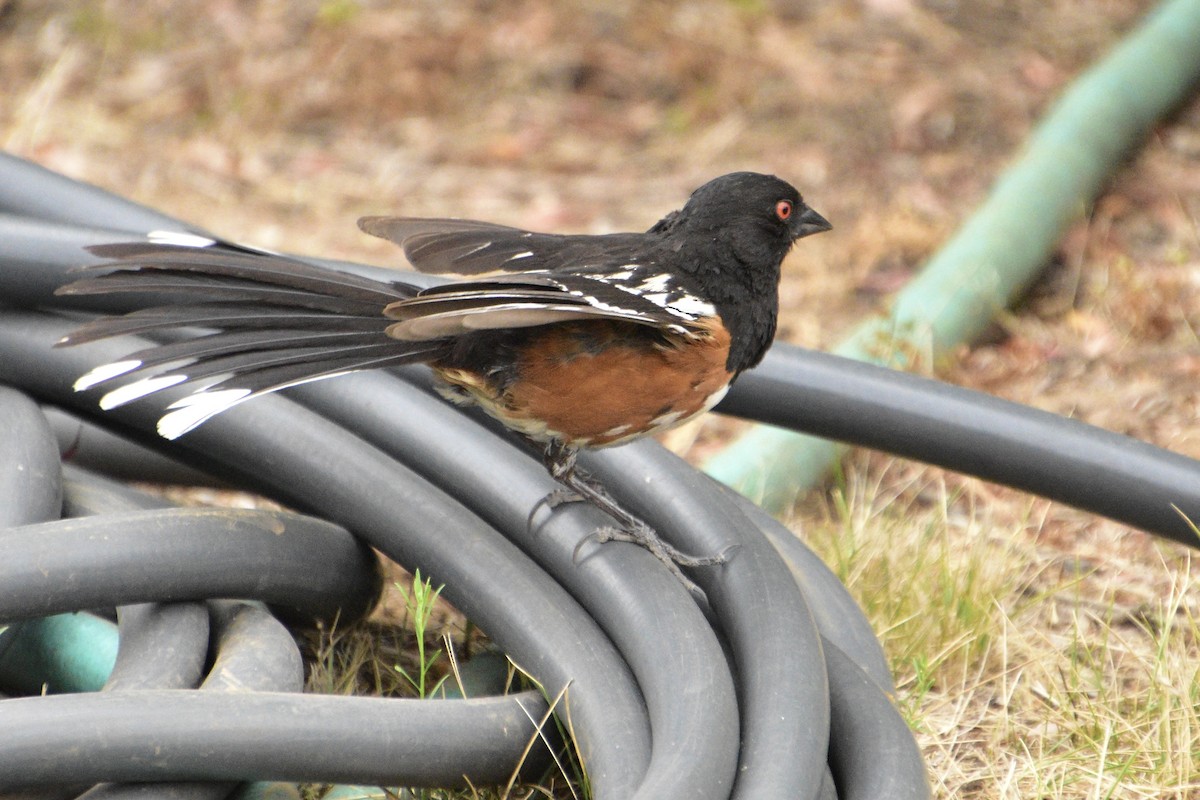 Spotted Towhee - ML472086581