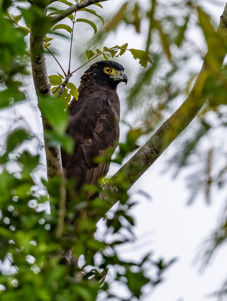 Sulawesi Serpent-Eagle - ML472088541