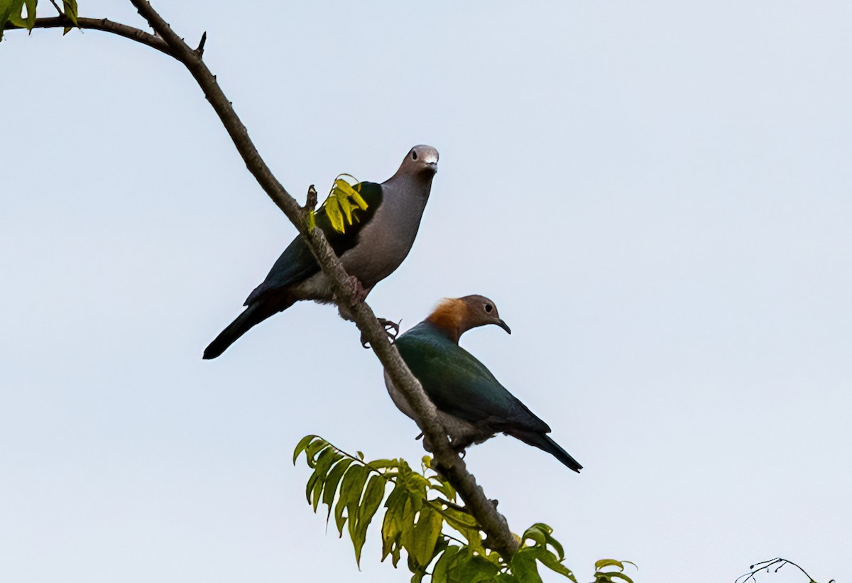 Green Imperial-Pigeon (Rufous-naped) - Lisa & Li Li