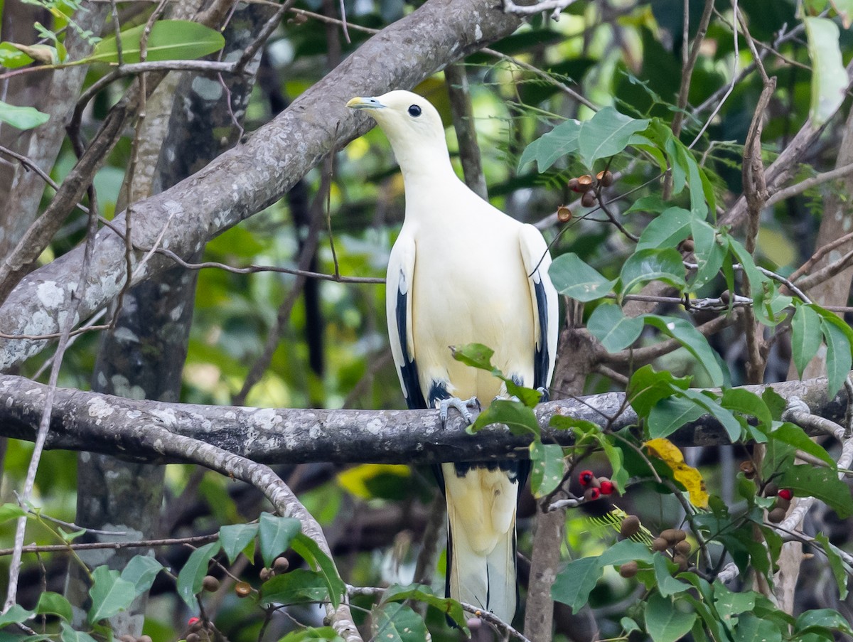 Pied Imperial-Pigeon - ML472088611