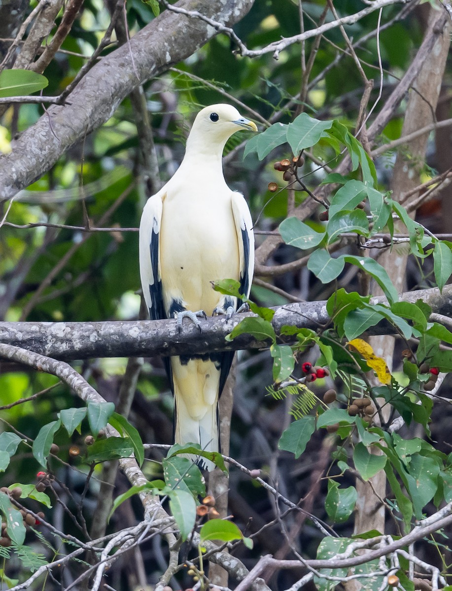 Pied Imperial-Pigeon - ML472088621