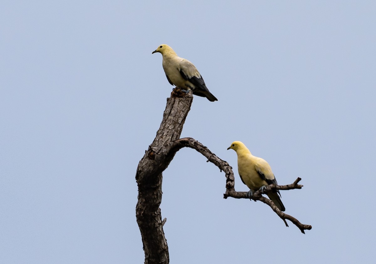 Pied Imperial-Pigeon - ML472088631