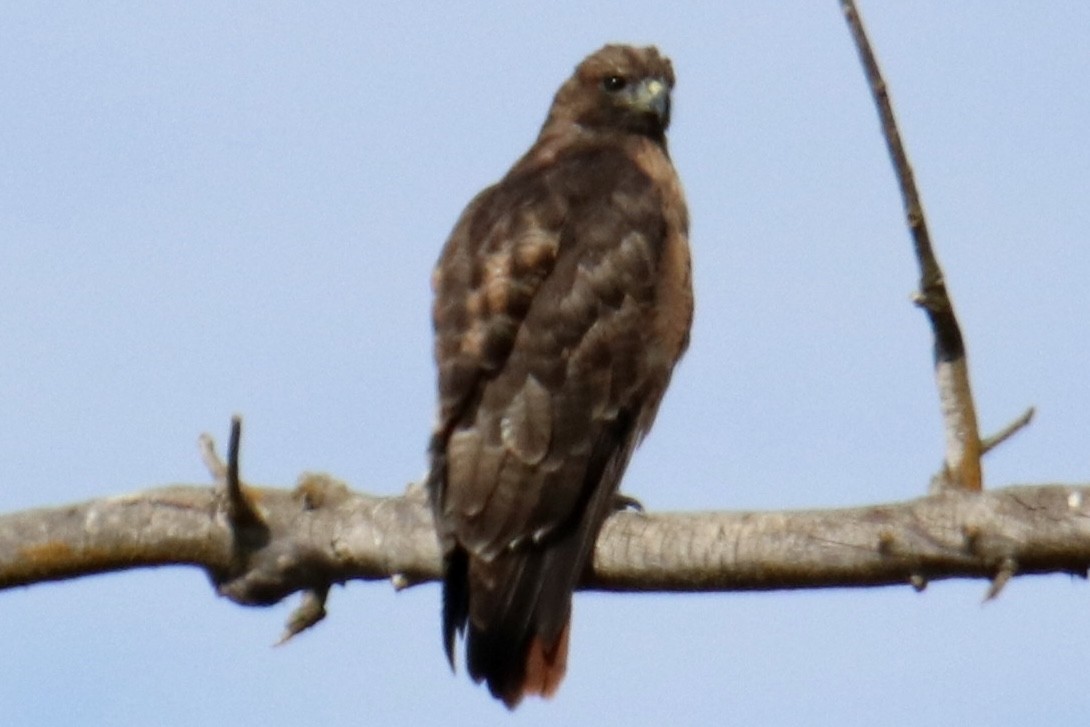 Red-tailed Hawk - ML472092921