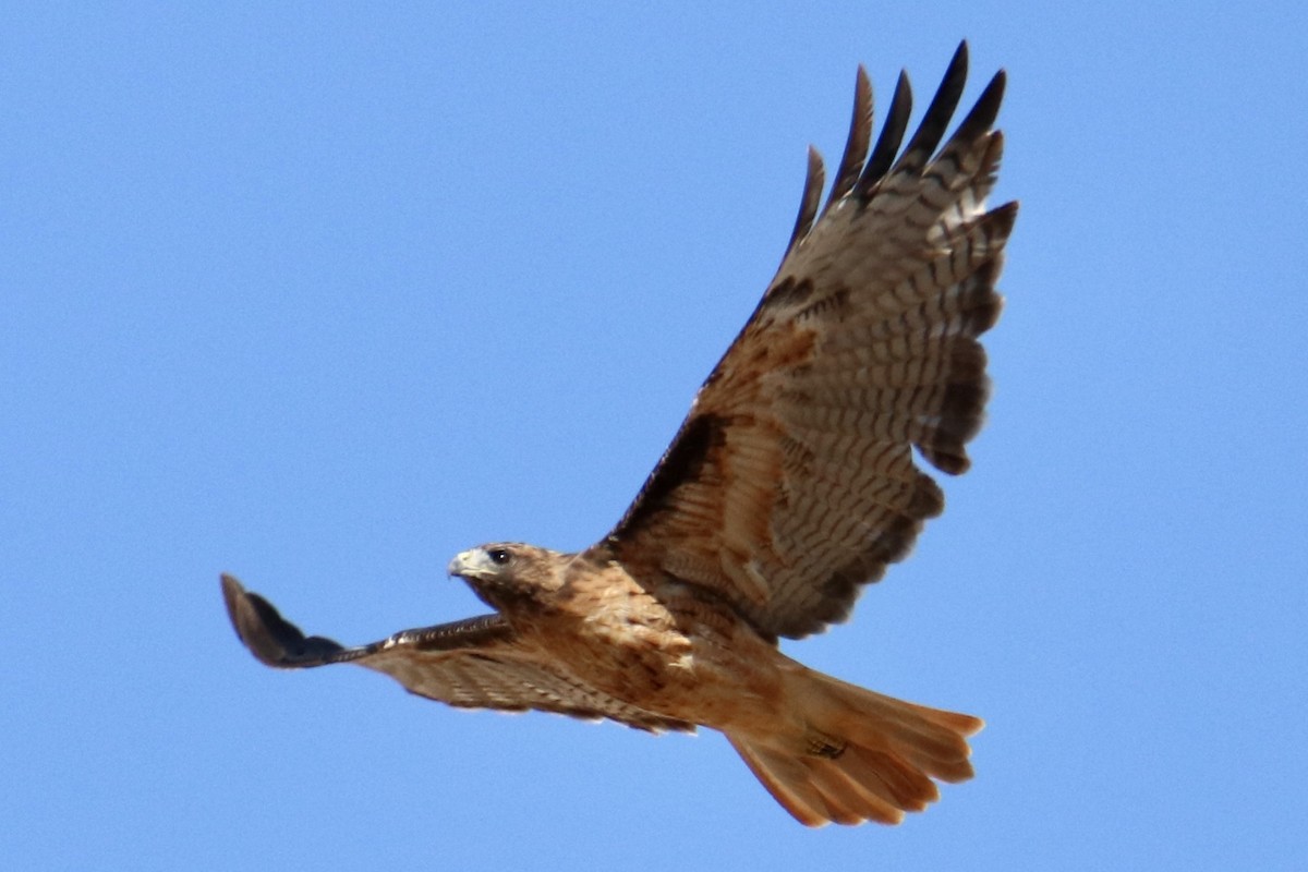 Red-tailed Hawk - Sam Larkin
