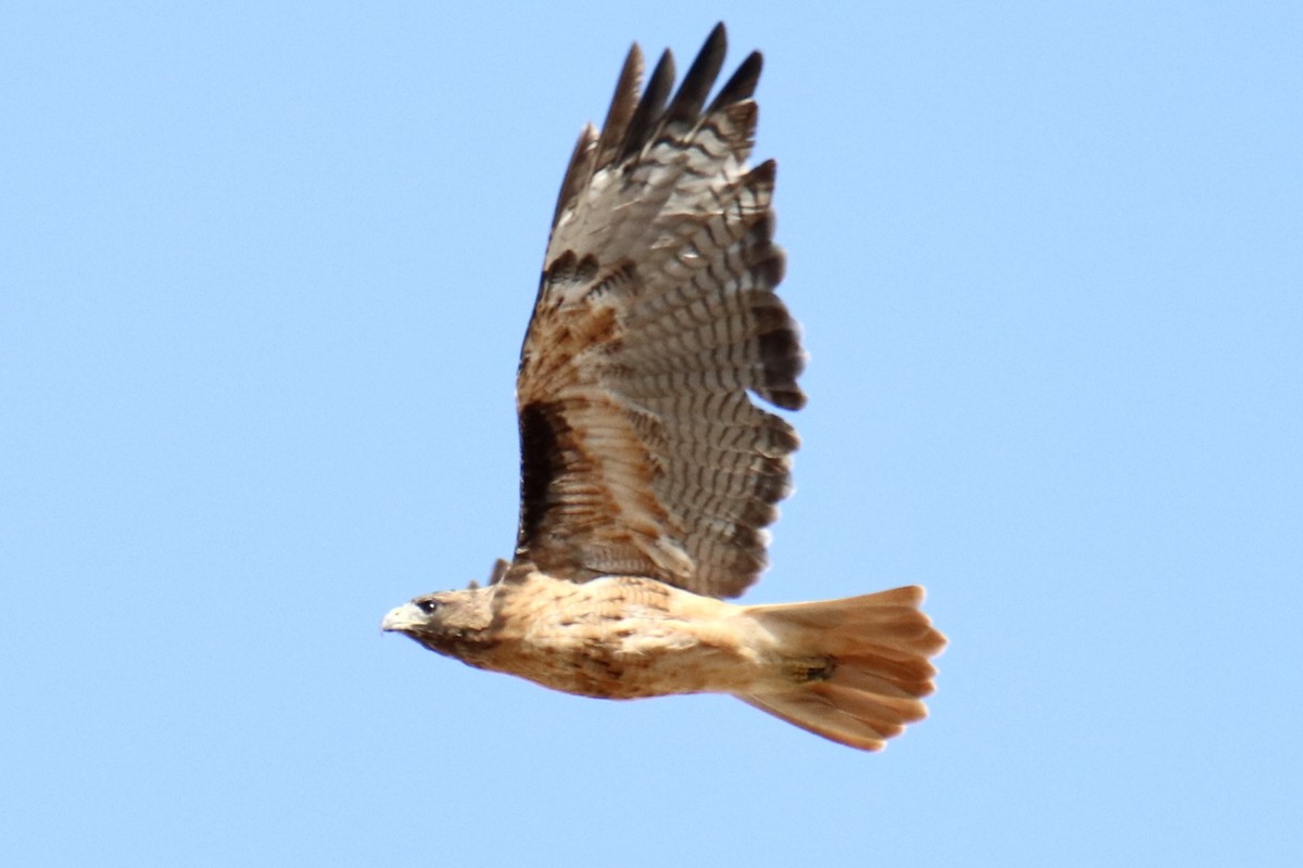 Red-tailed Hawk - ML472092951
