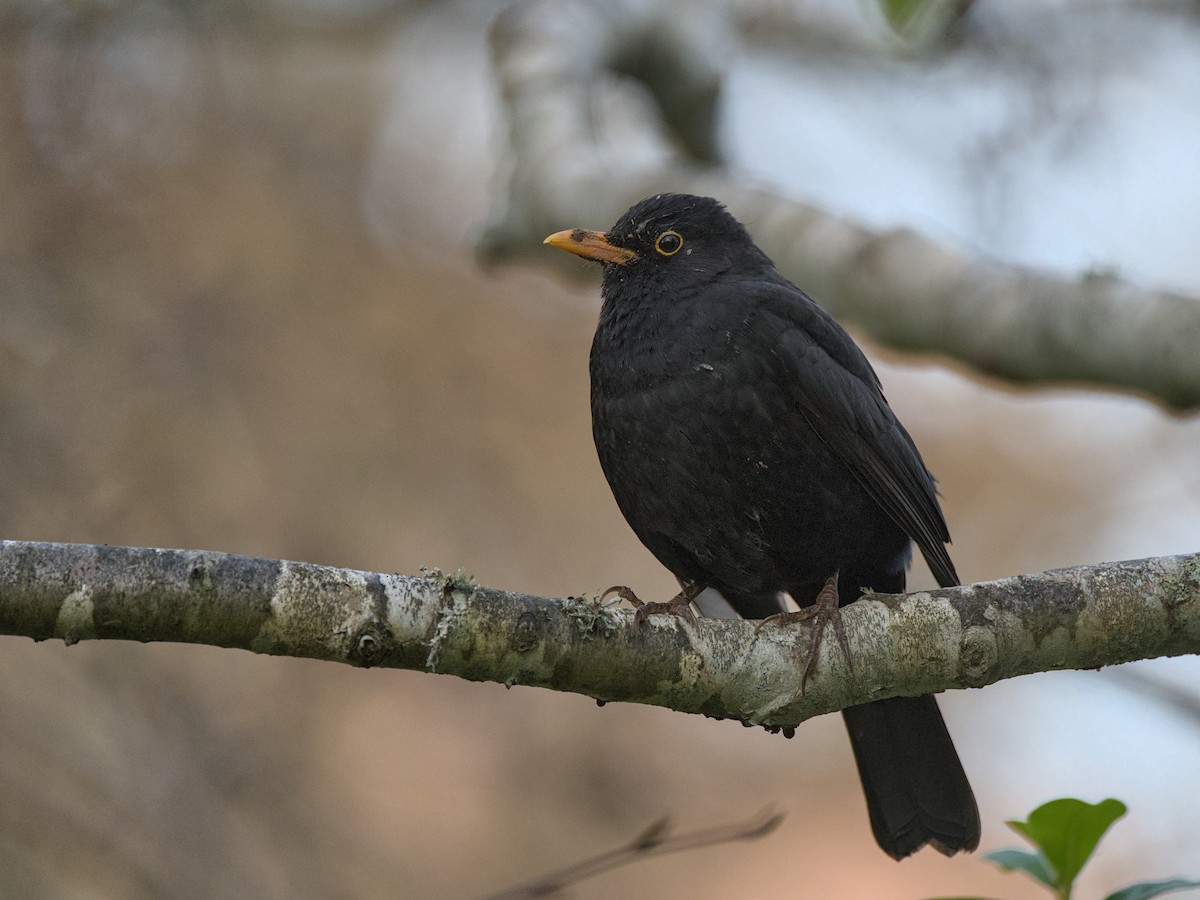 Eurasian Blackbird - Christopher Tuffley