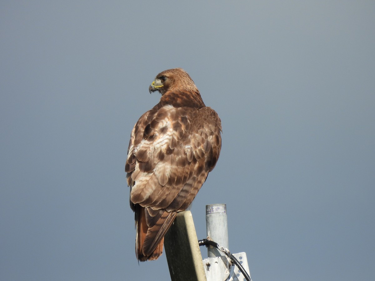 Red-tailed Hawk - ML472106741