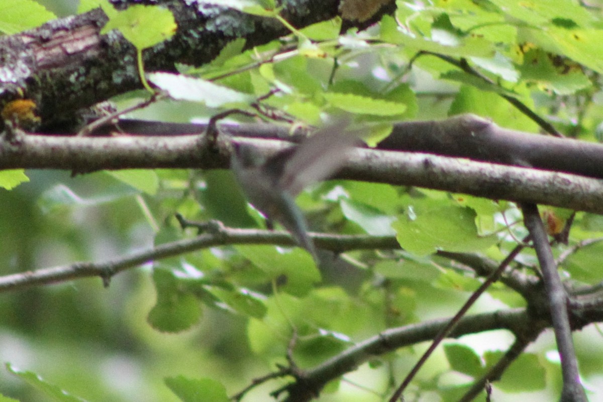 Ruby-throated Hummingbird - ML472110991