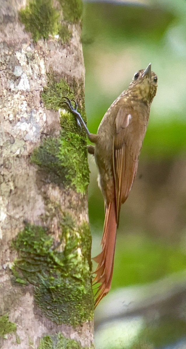 Long-tailed Woodcreeper - ML472113061