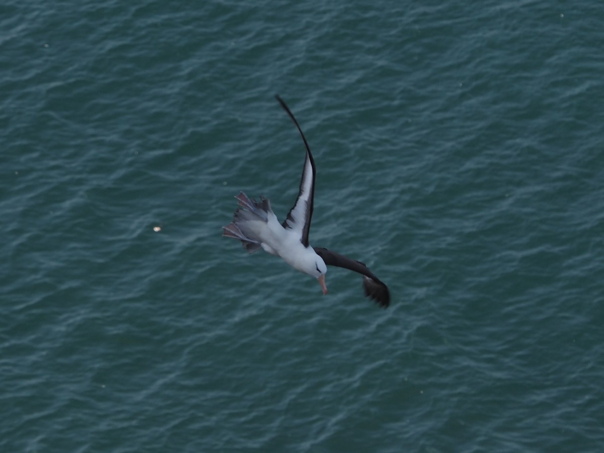 Black-browed Albatross - ML472115331