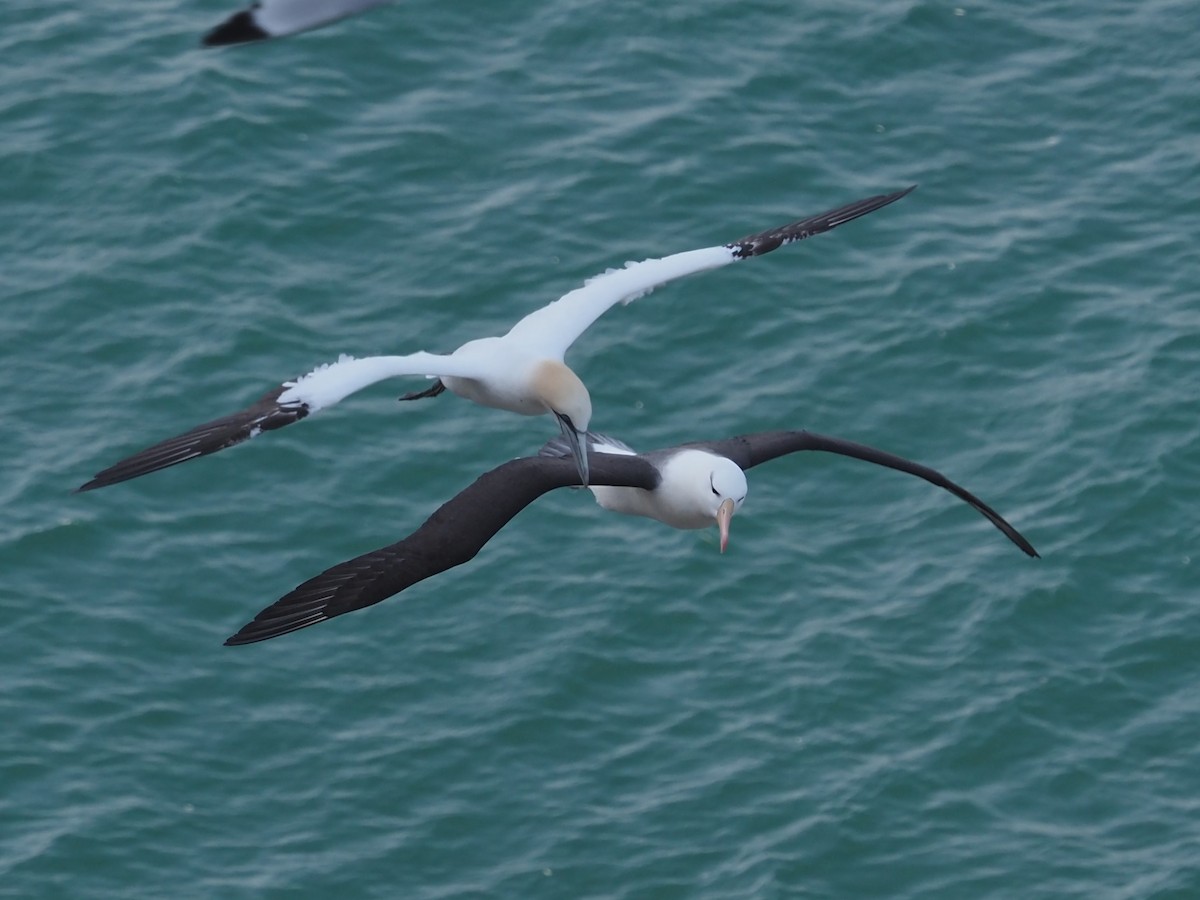 Black-browed Albatross - ML472115361