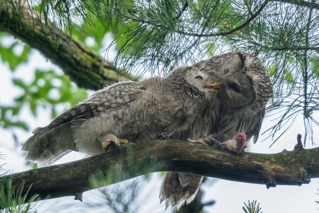 Juvenile (left) and Definitive Basic (right) Ural Owl (subspecies <em class="SciName notranslate">japonica</em>) - Ural Owl - 