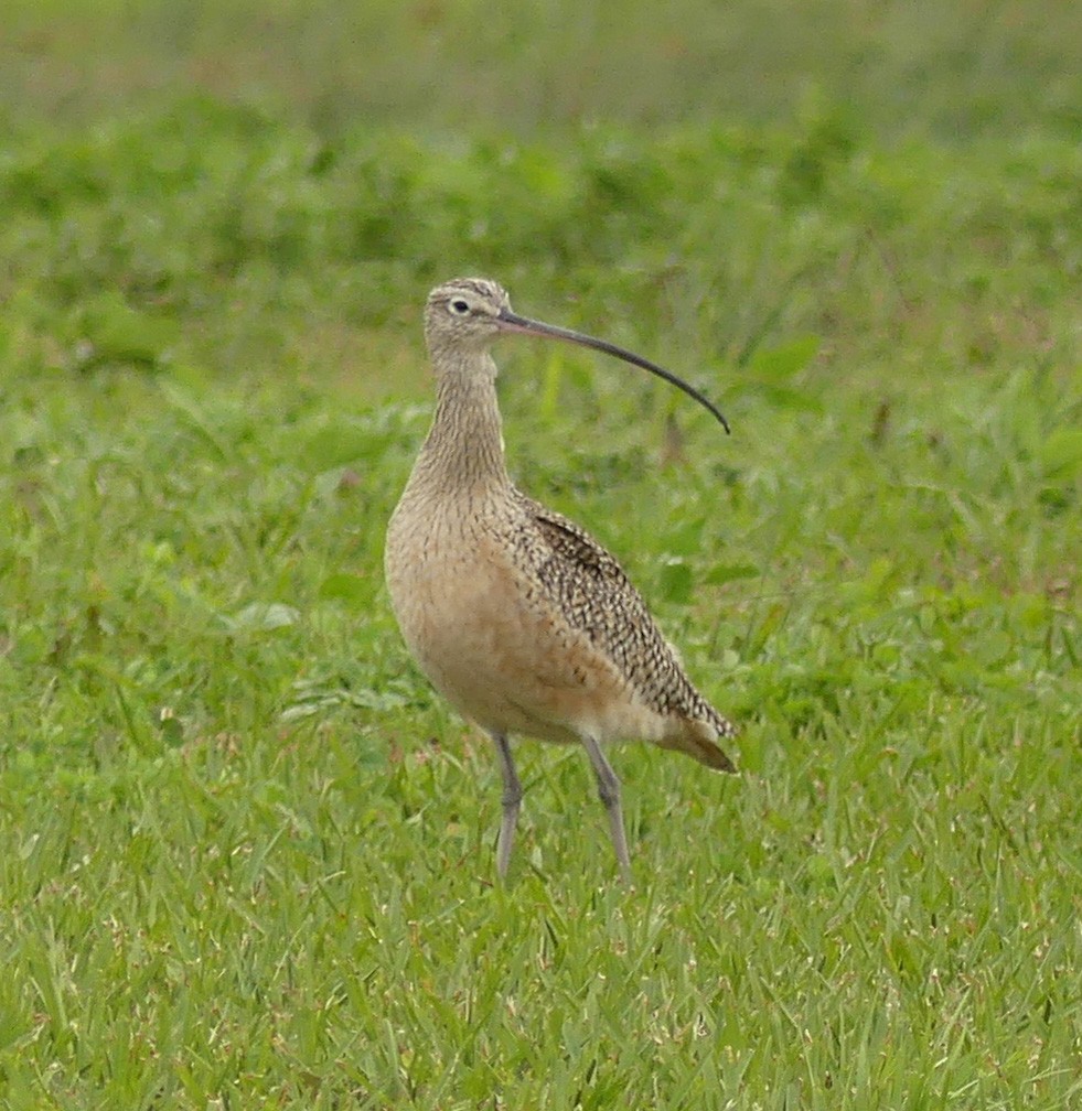 Long-billed Curlew - ML47212141