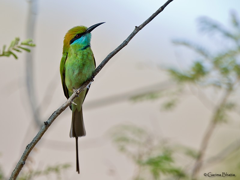 Asian Green Bee-eater - ML47212461