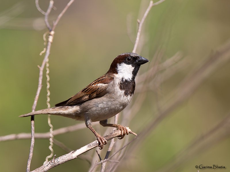 House Sparrow - Garima Bhatia