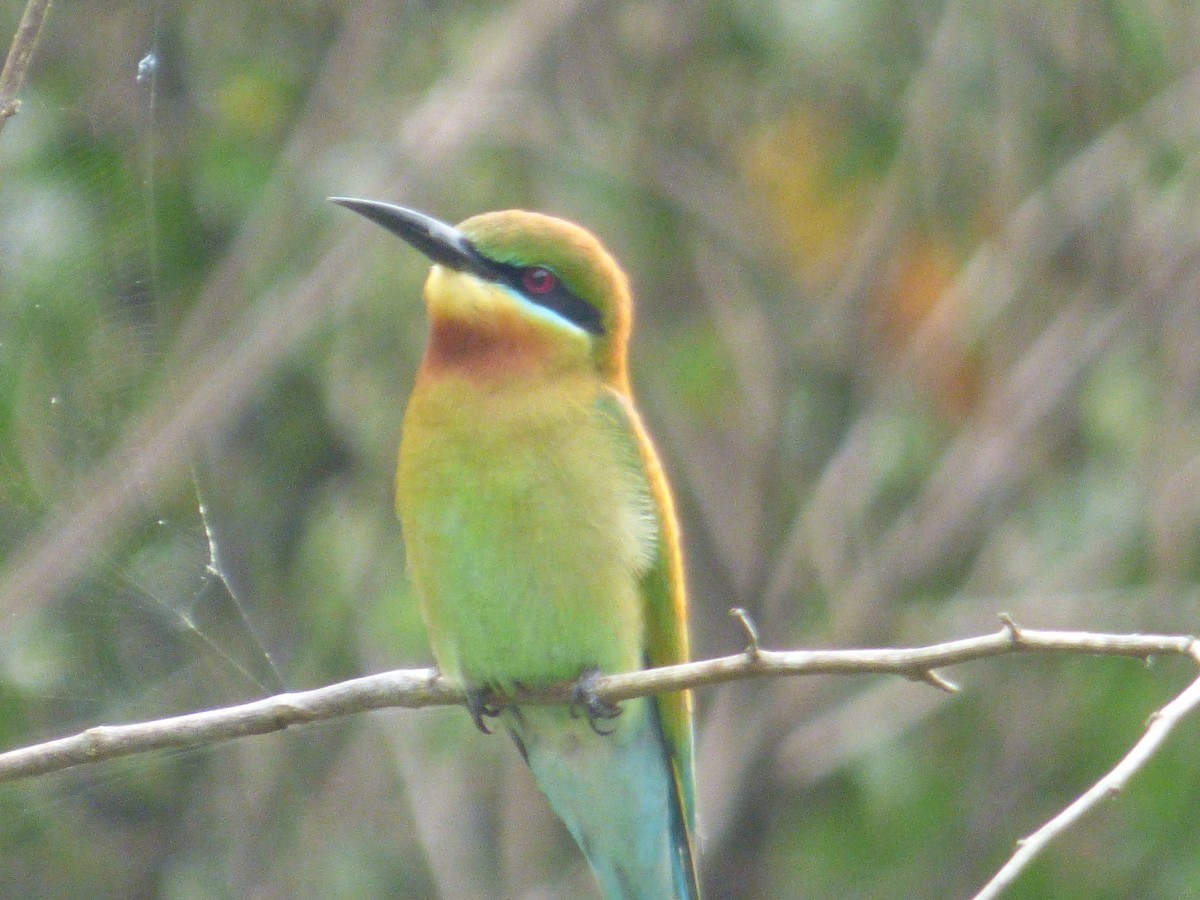 Blue-tailed Bee-eater - Eugene Prewitt