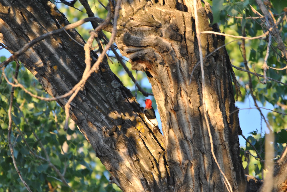 Red-headed Woodpecker - ML472129171