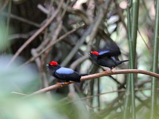 ハリオセアオマイコドリ - eBird