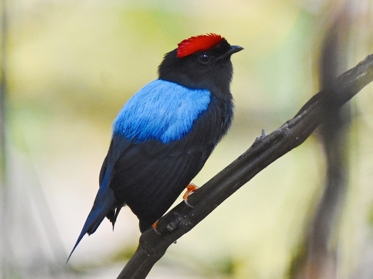 Lance-tailed Manakin - Chiroxiphia lanceolata - Birds of the World