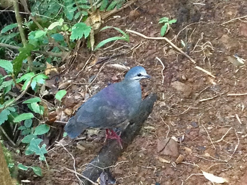Purplish-backed Quail-Dove - Jim Zook