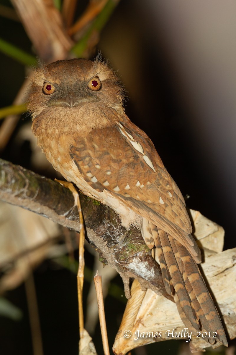Gould's Frogmouth - Jim Hully