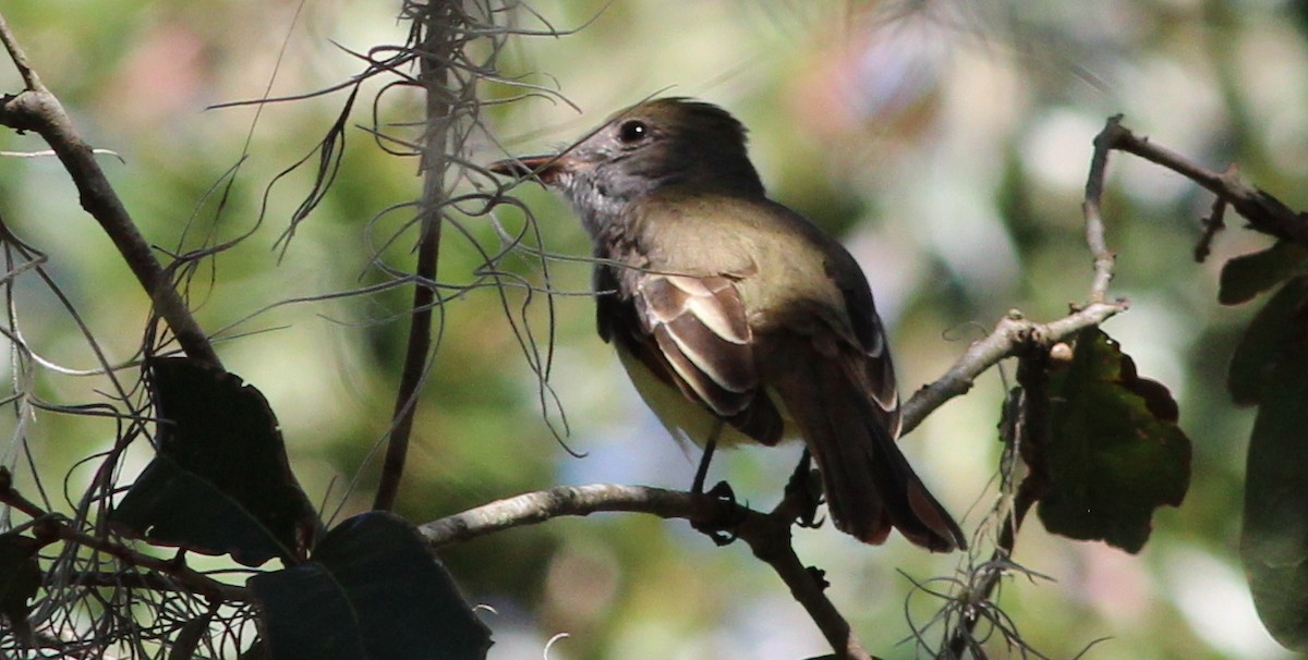 Great Crested Flycatcher - Gary Leavens