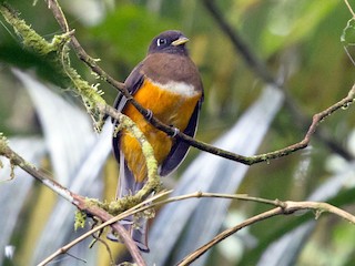 雌鳥 (Orange-bellied) - Brad Dawson - ML47213491