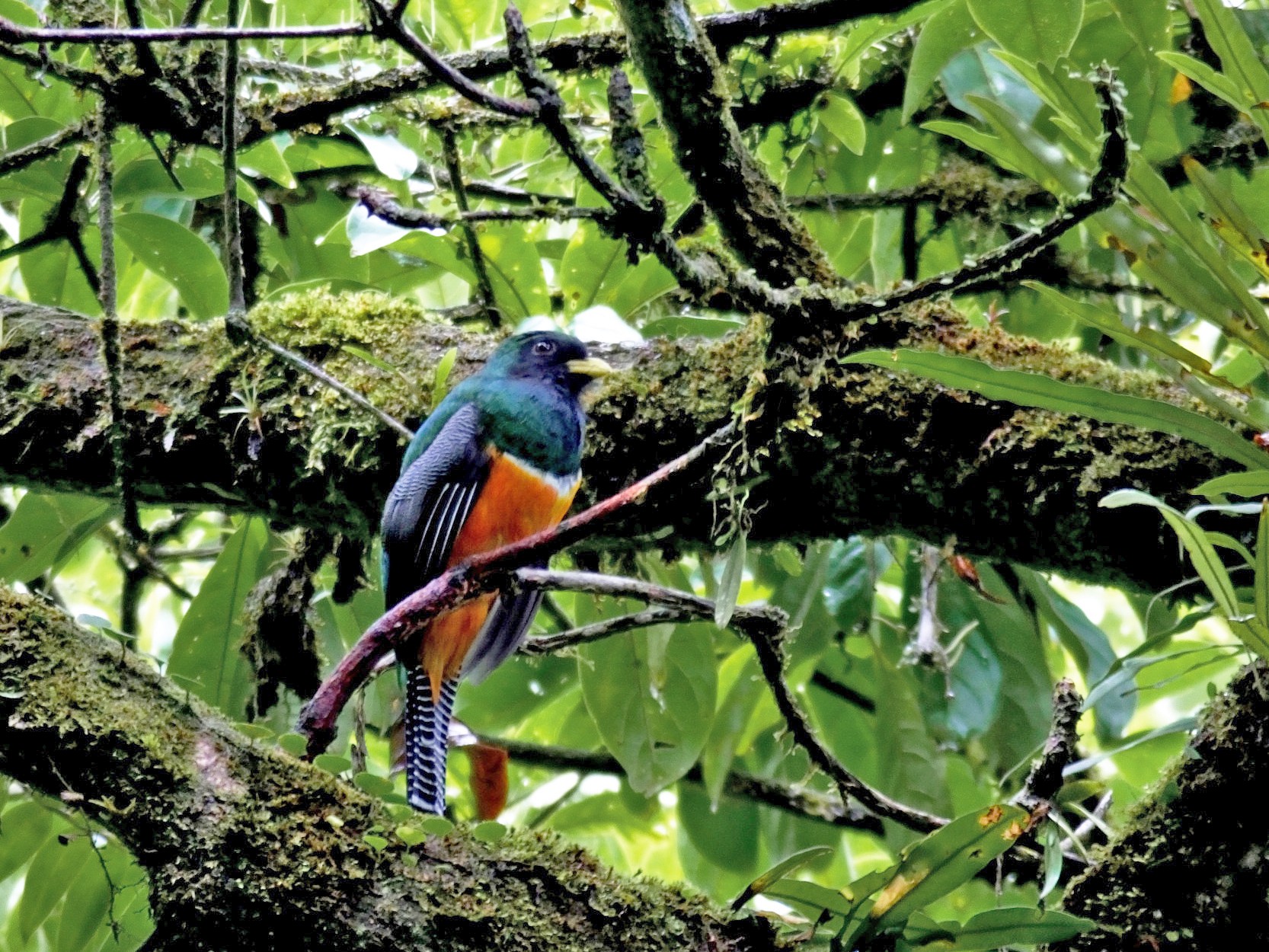 Collared Trogon Orange Bellied Ebird