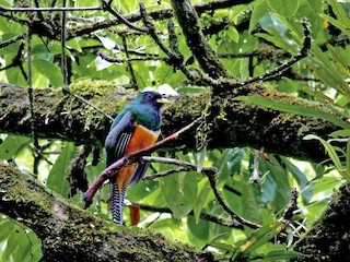 クビワキヌバネドリ（aurantiiventris／underwoodi） - eBird