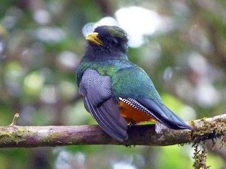 クビワキヌバネドリ（aurantiiventris／underwoodi） - eBird