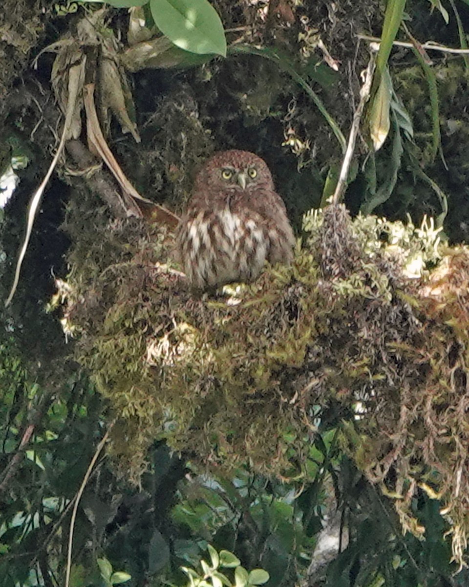 Yungas Pygmy-Owl - ML472143451