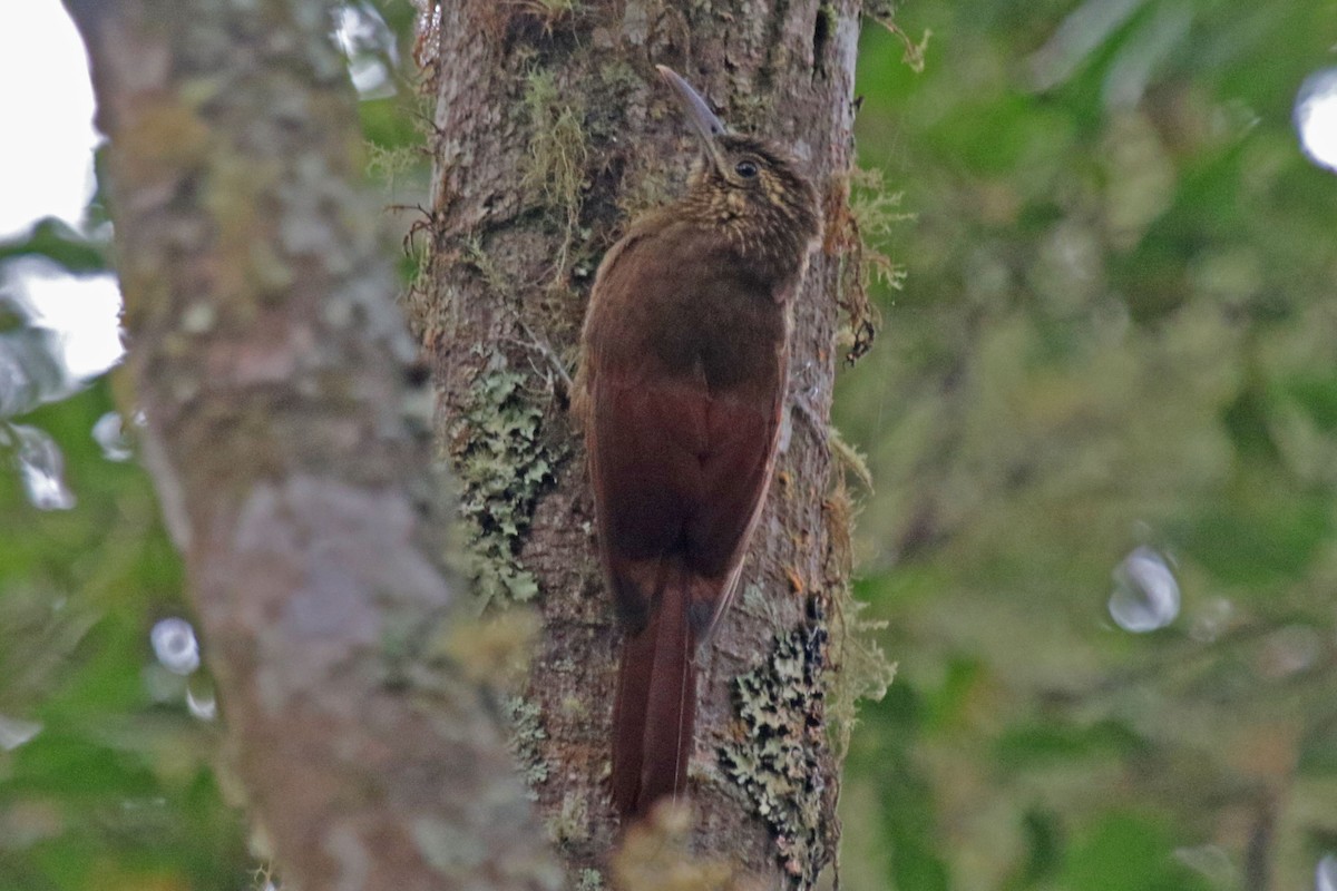Black-banded Woodcreeper - Joan and/or George Sims