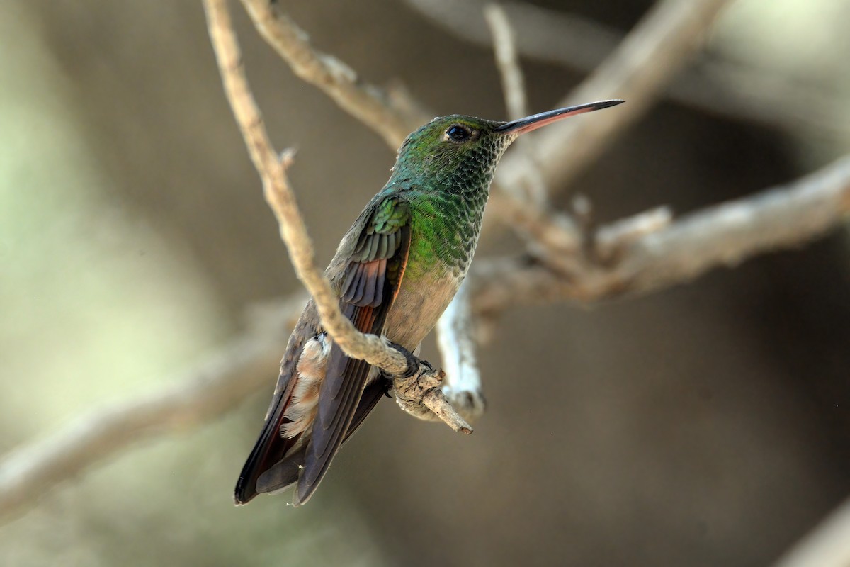 Berylline Hummingbird - ML472146531