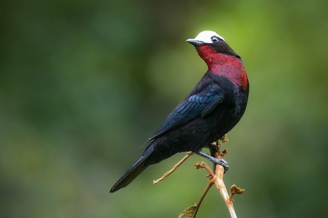 White-capped Tanager - eBird