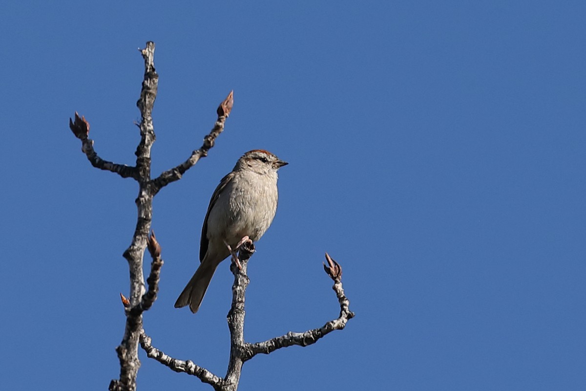 Chipping Sparrow - ML472147401