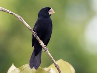  - Nicaraguan Seed-Finch