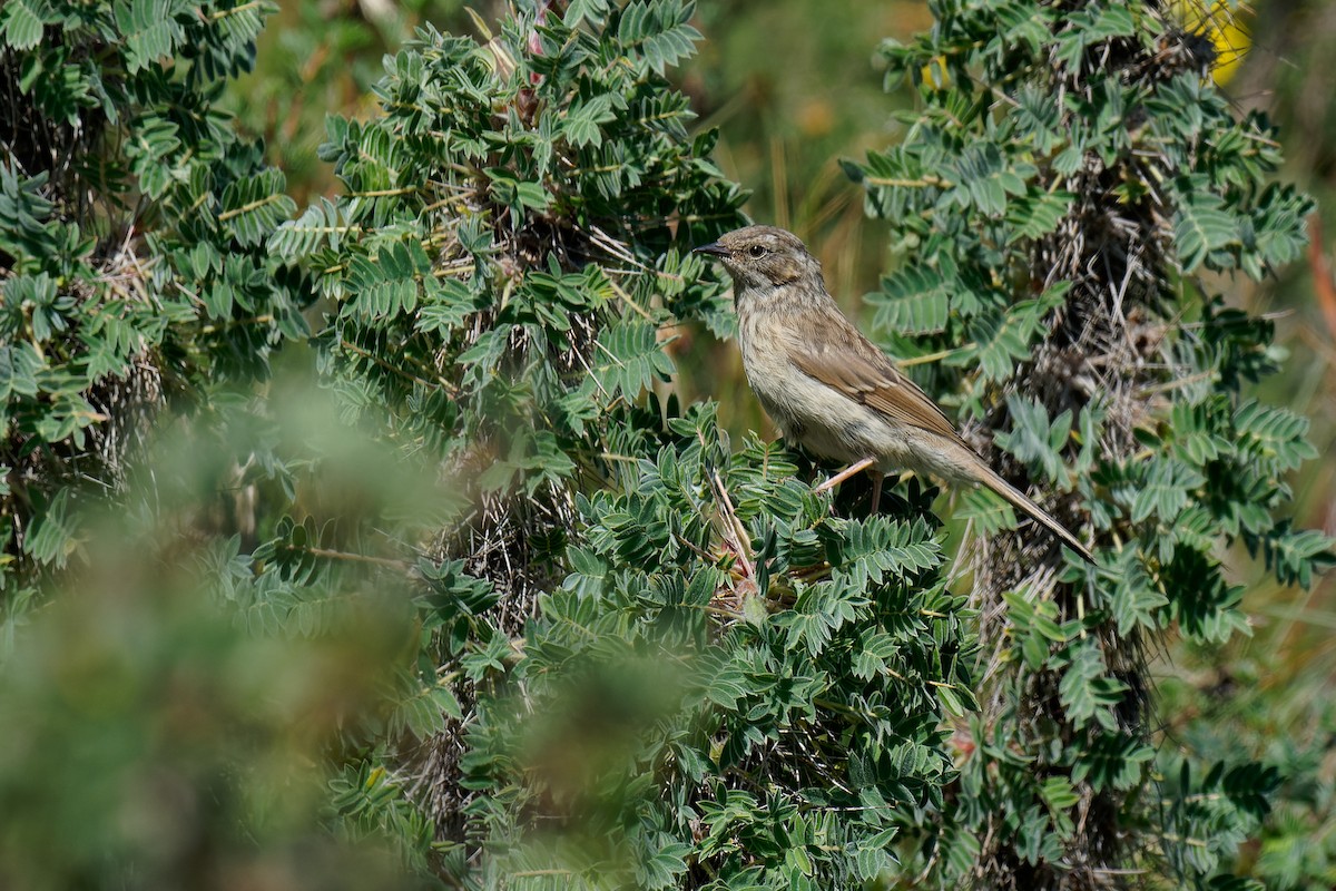 Brown Accentor - ML472156641