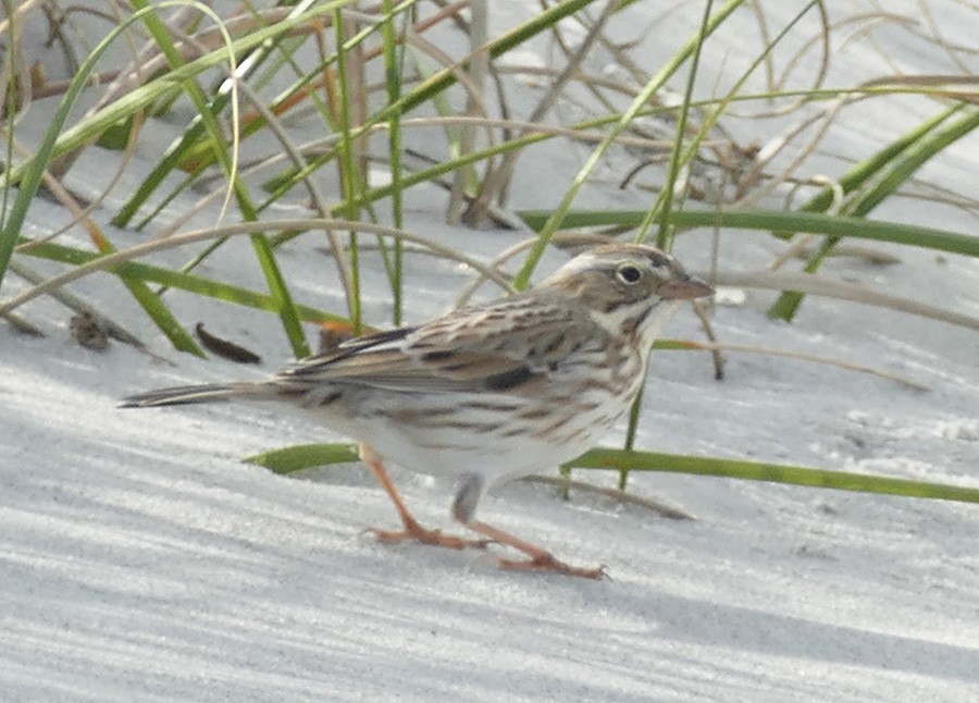 Savannah Sparrow - ML472157531